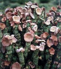 Weight loss. Hoodia help us weight loss.